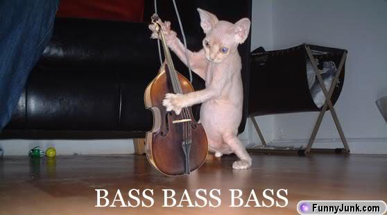 musiccat[2].jpg